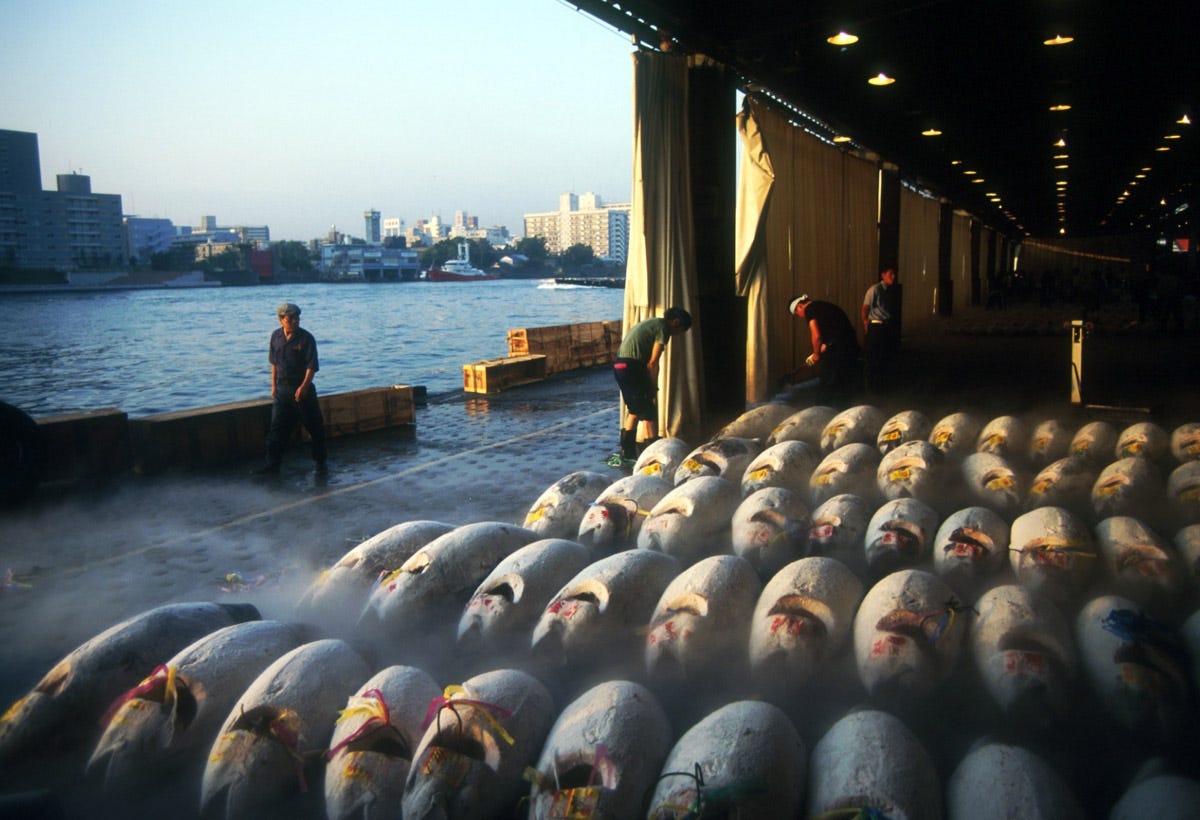 tokyo fish market tuna 