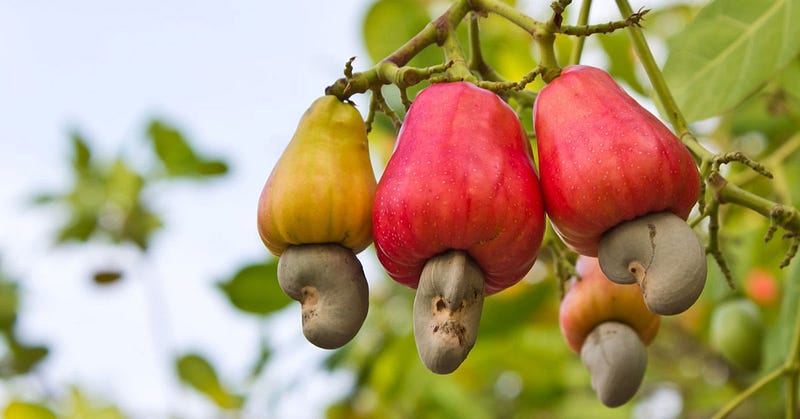 Image result for CASHEW IN NIGERIA